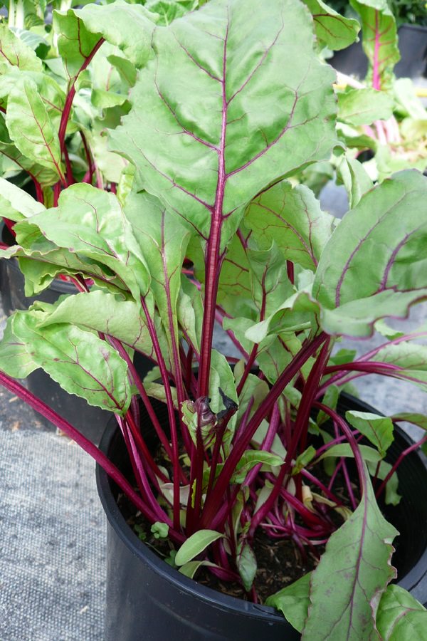 How to grow beets in pots 2