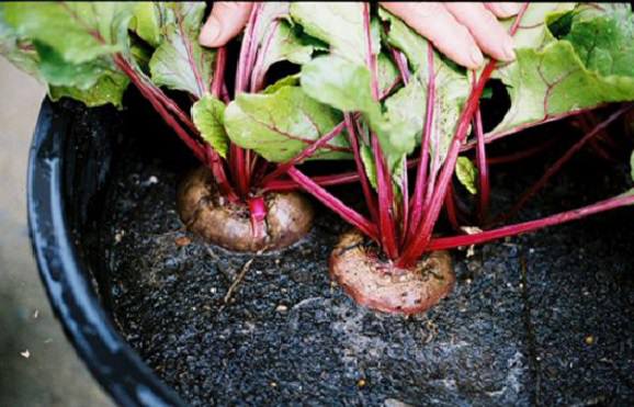 How to grow beets in pots 3