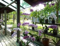 imagen Consejos sobre el cultivo y cuidados de las orquídeas