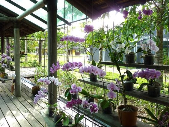 Consejos sobre cultivo y cuidados las orquídeas