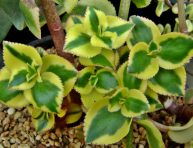 imagen Crassula sarmentosa variegata
