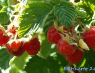 imagen Cómo plantar frambuesas en casa