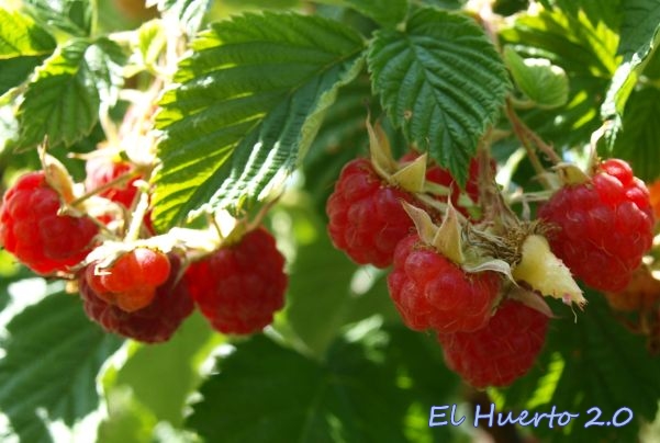 How to plant raspberries in home 1