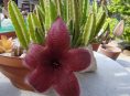 imagen Para conocer la Stapelia hirsuta