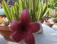 imagen Para conocer la Stapelia hirsuta