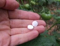 imagen Usos de la aspirina en el jardín