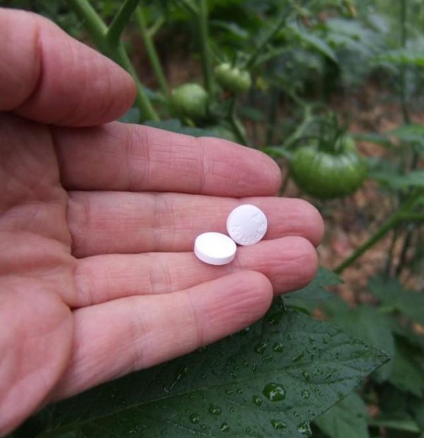 Uses of aspirin in the garden 2