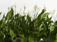 imagen 5 plantas que absorben humedad ambiental