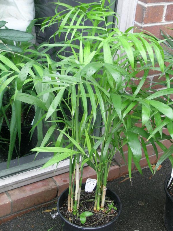Qué plantas absorben la humedad de casa?