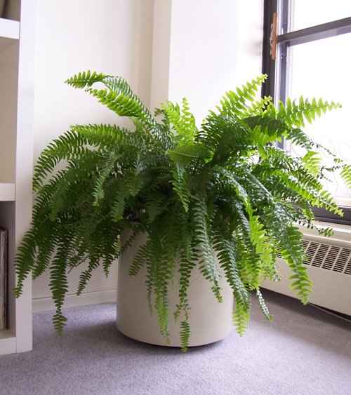 5 plantas que absorben humedad ambiental