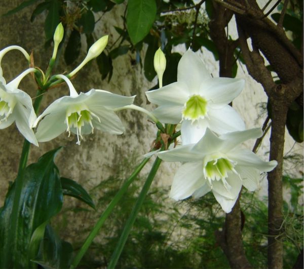 Características y cultivo del lirio del Amazonas