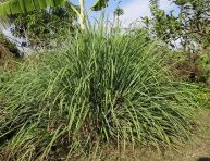 imagen Cultivo y usos de la hierba limón o citronela