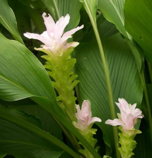 Cultivar cúrcuma en maceta