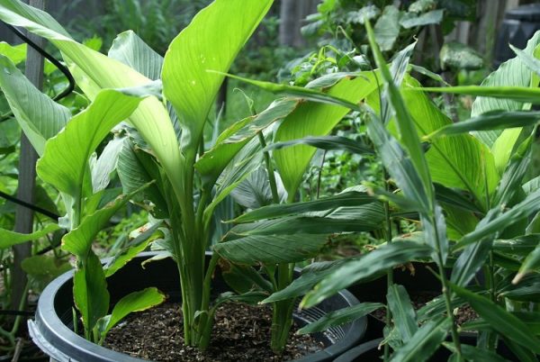 Cultivar cúrcuma en maceta