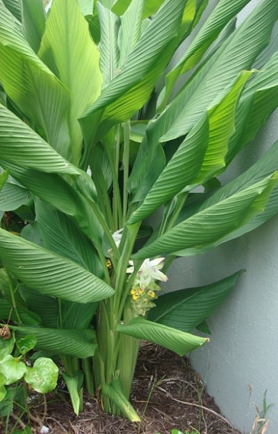 Cultivar cúrcuma en maceta