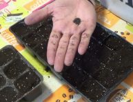 imagen Cómo hacer un semillero de aromáticas