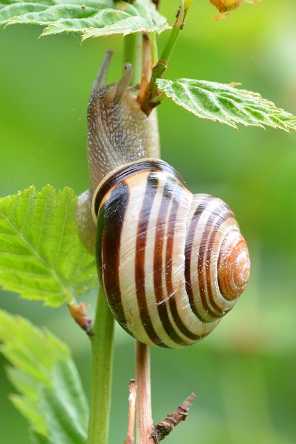 Usos de las cenizas de madera en el jardín