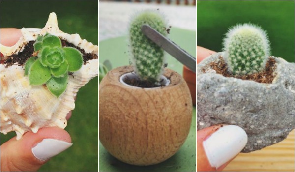 mini arreglos suculentas