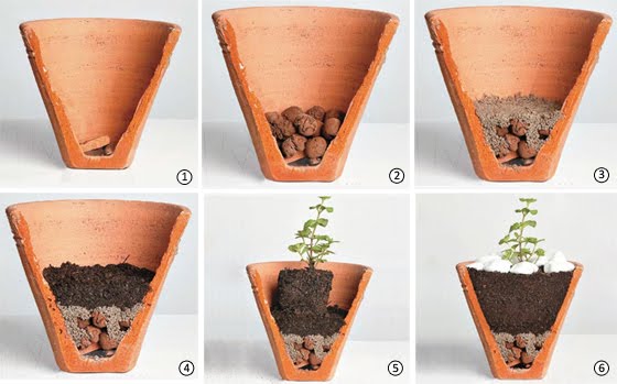 Plantar Y Sembrar Hierbas Aromticas Condimentarias Y Plantar Y Sembrar Hierbas Aromticas Condimentarias Y