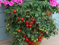imagen Variedades de tomates para cultivar en maceta