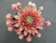 imagen La suculenta Sempervivum ‘Faramir’