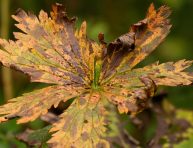 imagen Trastornos fisiológicos de las plantas