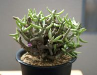 imagen Conoce la suculenta Tylecodon buchholzianus