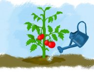 imagen 5 consejos para el correcto riego de los tomates