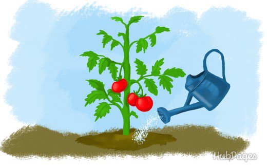 Misterioso navegación fama 5 consejos para el correcto riego de los tomates