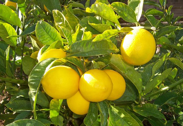 7 tips for an abundant harvest of Meyer lemons 1