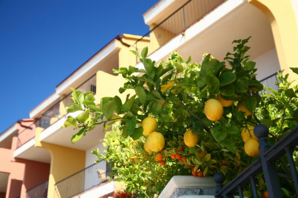 7 tips for an abundant harvest of Meyer lemons 3