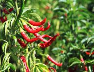 imagen Cómo cultivar jalapeños en maceta