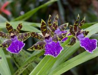 imagen Conoce la orquídea Zygopetalum maculatum