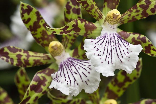 You know the orchid Zygopetalum maculatum 3