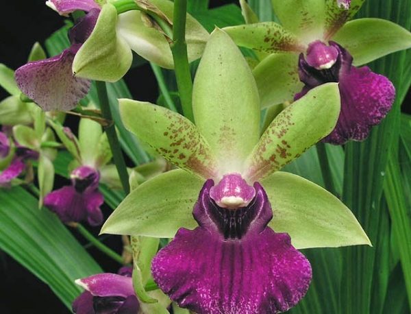 You know the orchid Zygopetalum maculatum 4