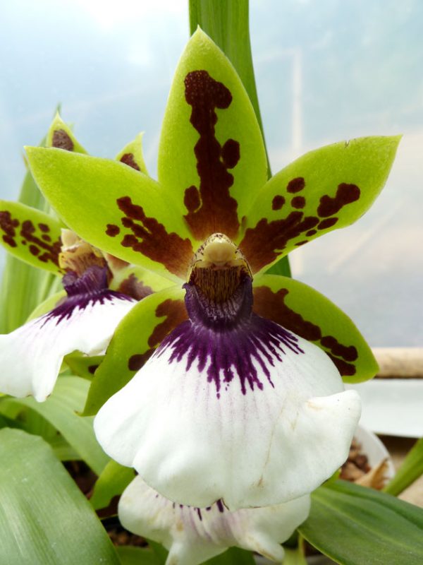 You know the orchid Zygopetalum maculatum 5