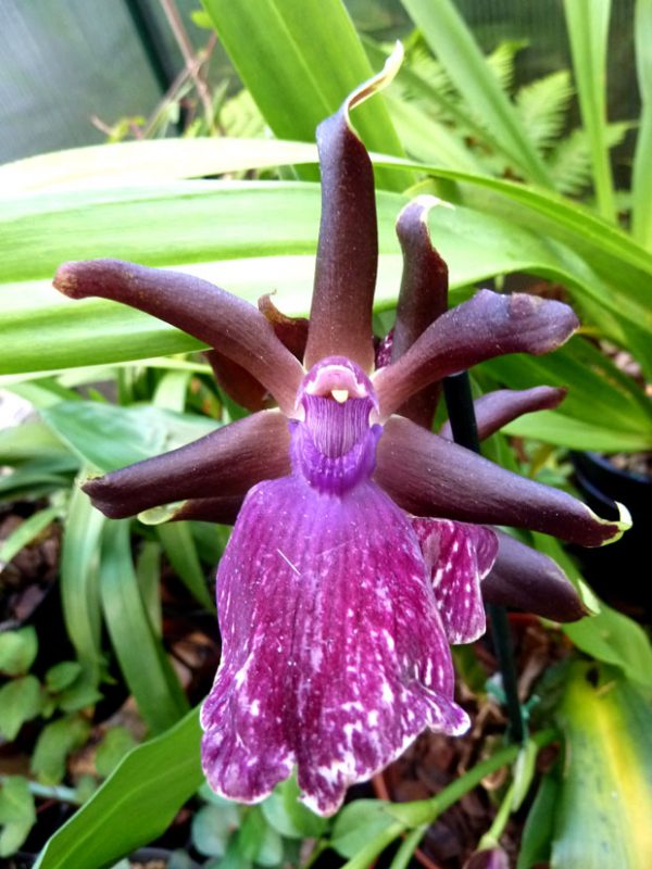 You know the orchid Zygopetalum maculatum 6
