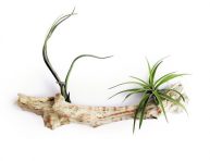 imagen Cómo cultivar tillandsias