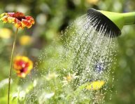 imagen Cómo mejorar y prolongar la floración de tus plantas