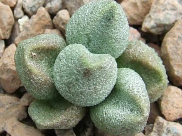 You know the Adromischus marianae 2