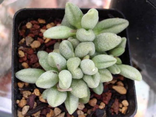 You know the Adromischus marianae 3