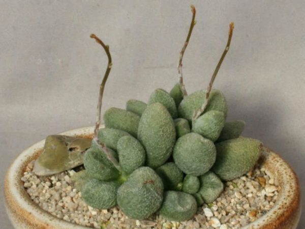 You know the Adromischus marianae 4