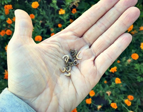 Cultivo y usos de la caléndula