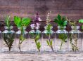 imagen 12 hierbas aromáticas para cultivar en agua todo el año