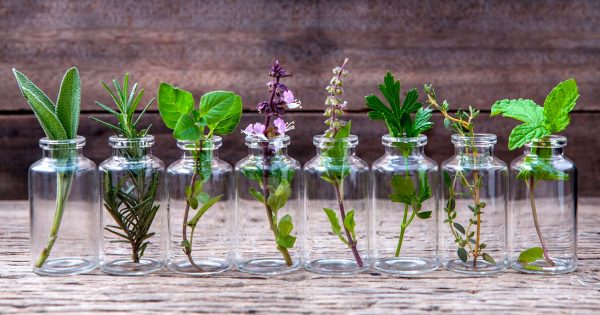 12 hierbas aromáticas para cultivar en agua todo el año