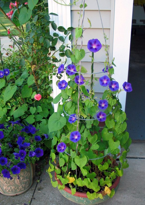 Plantas de flor azul para cultivar en maceta