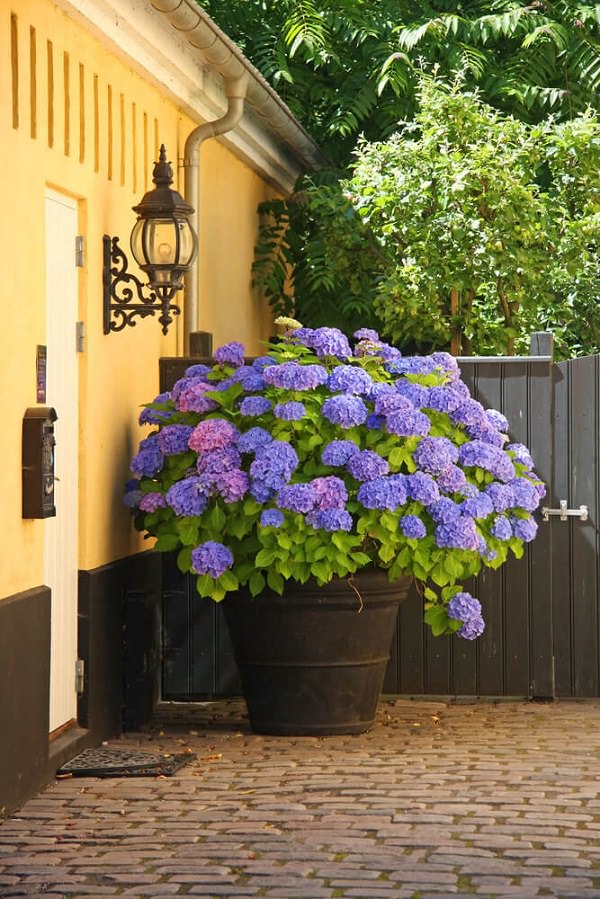 Plantas de flor azul para cultivar en maceta