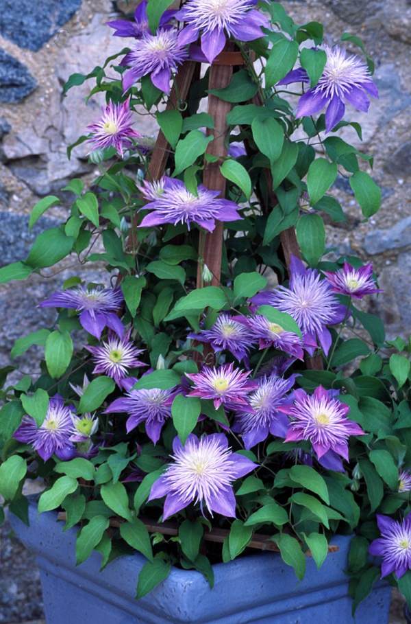 Plantas de flor azul para cultivar en maceta