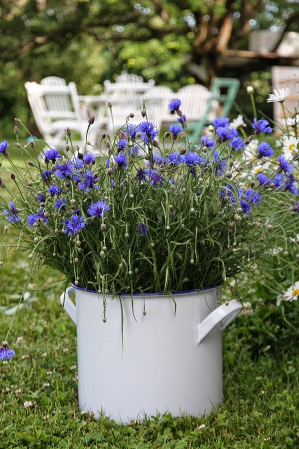 Plantas de flor azul para cultivar en maceta