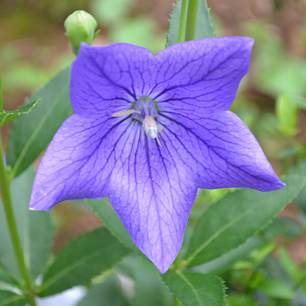 Plants of blue flower to cultivate in a pot 18